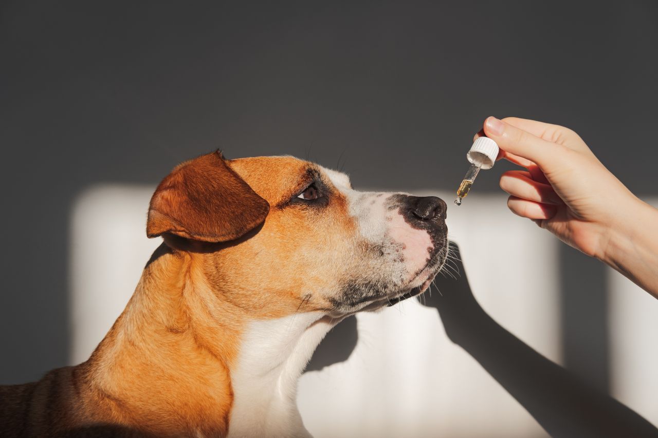Manche Tierbesitzer setzen auch auf Naturheilmittel wie Bierhefe, Kokos- und Schwarzkümmel-Öl. Ob das wirklich wirkt, ist allerdings wissenschaftlich nicht bewiesen.