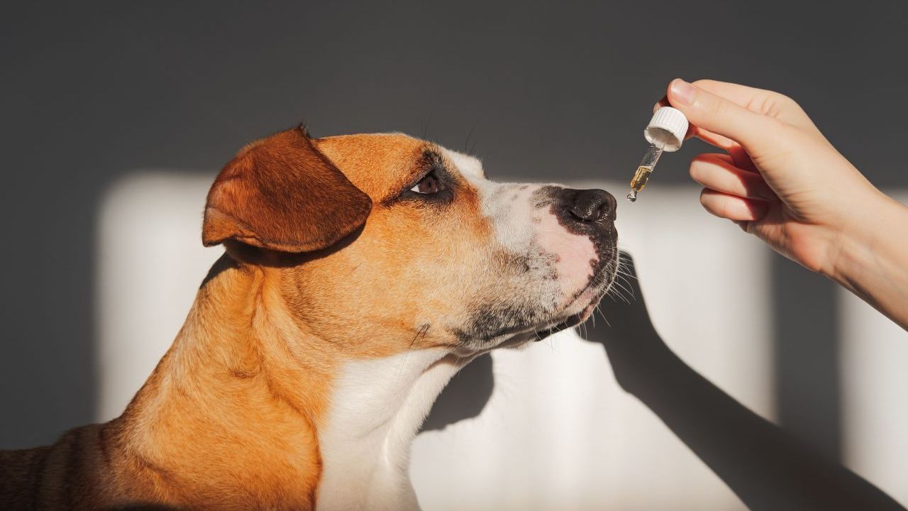 Manche Tierbesitzer setzen auch auf Naturheilmittel wie Bierhefe, Kokos- und Schwarzkümmel-Öl. Ob das wirklich wirkt, ist allerdings wissenschaftlich nicht bewiesen.