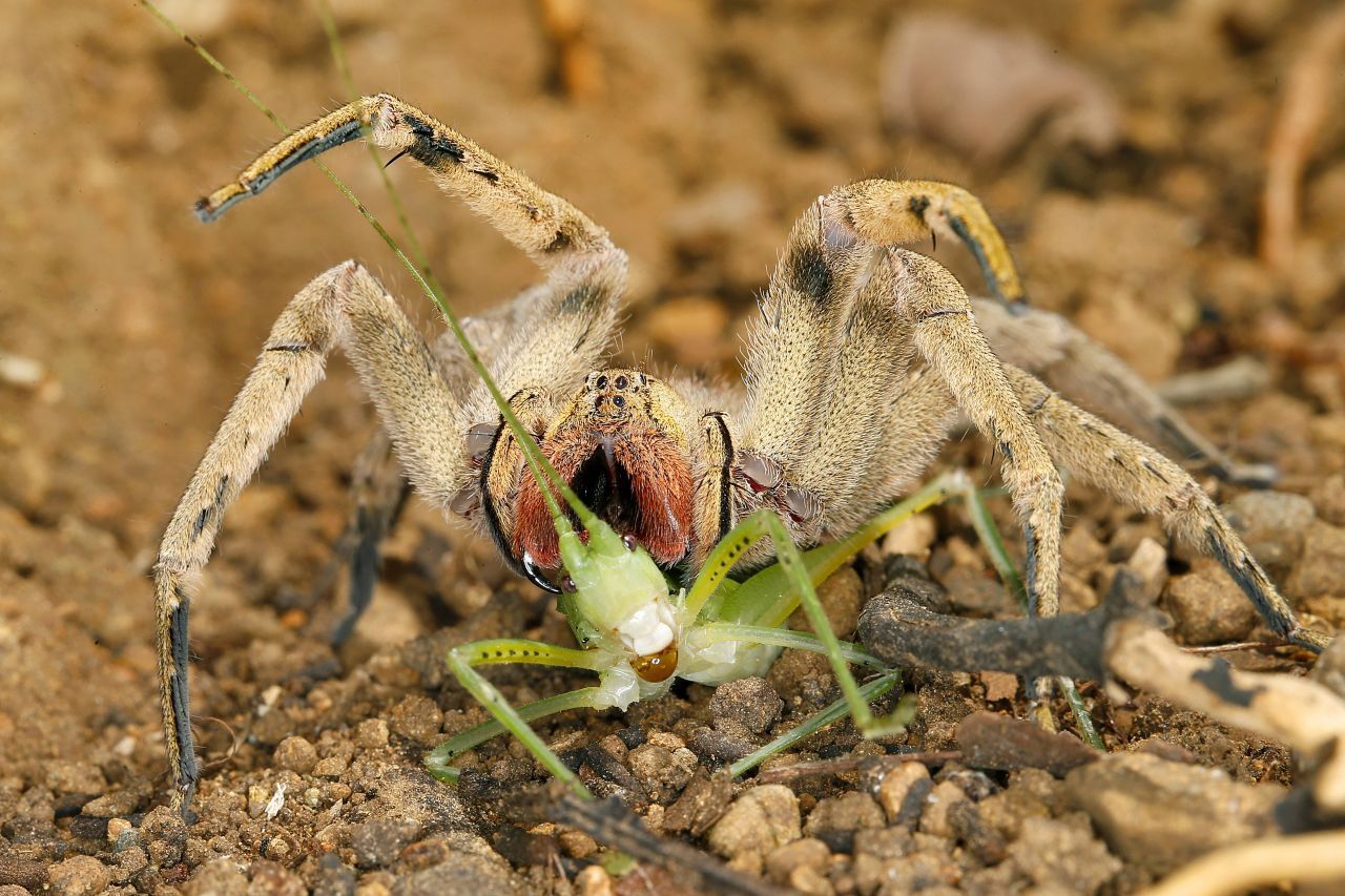 Die Brasilianische Wanderspinne ist sehr aggressiv und lebt in Südamerika, hauptsächlich in Brasilien.