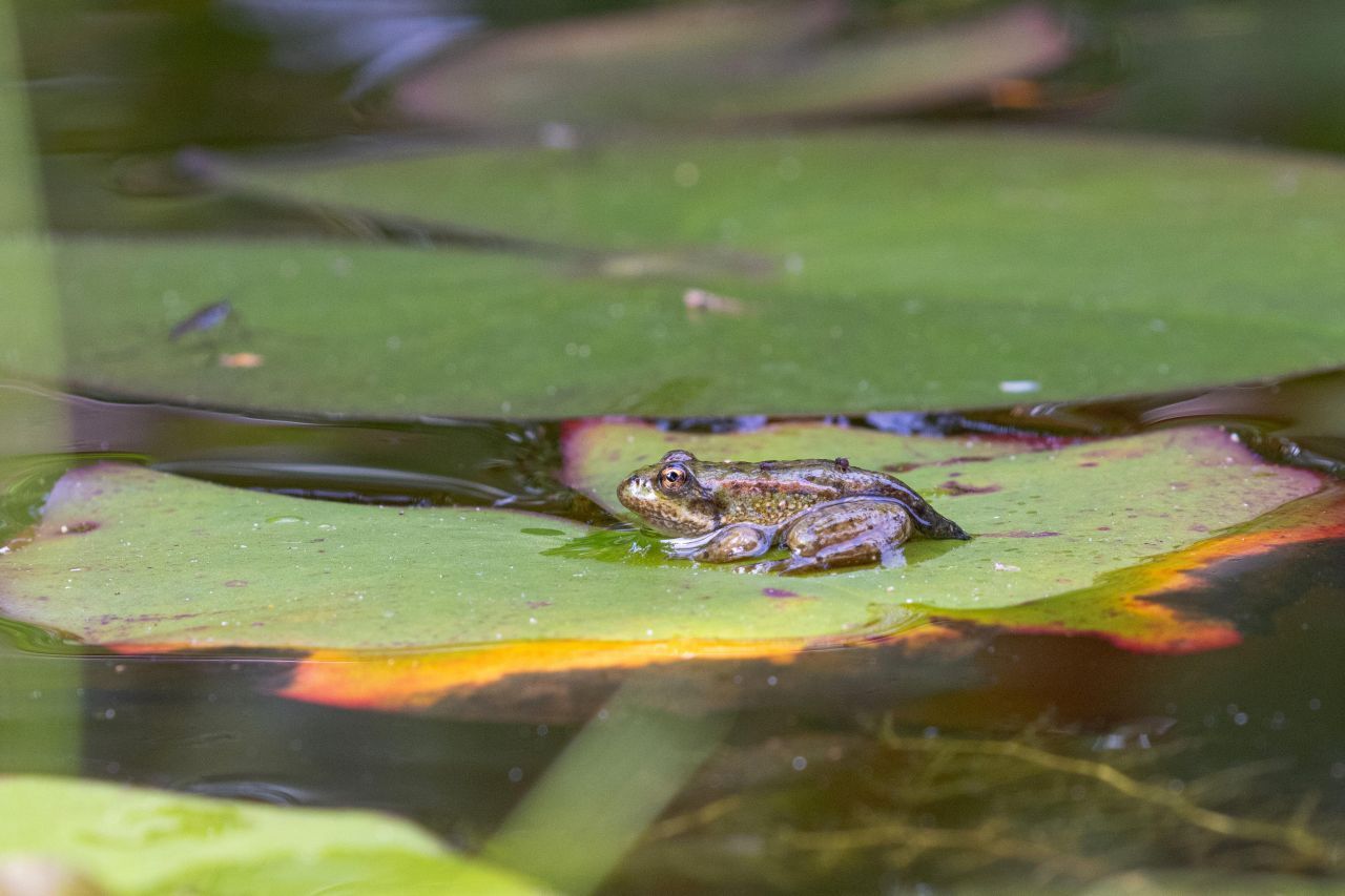 Seefrösche sind mit bis zu 14 Zentimetern die größten heimischen Wasserfrösche. Ihr Quaken klingt wie keckerndes Lachen.  Die Frösche sind oben olivgrün mit dunklen Flecken, manchmal braun oder grasgrün. 