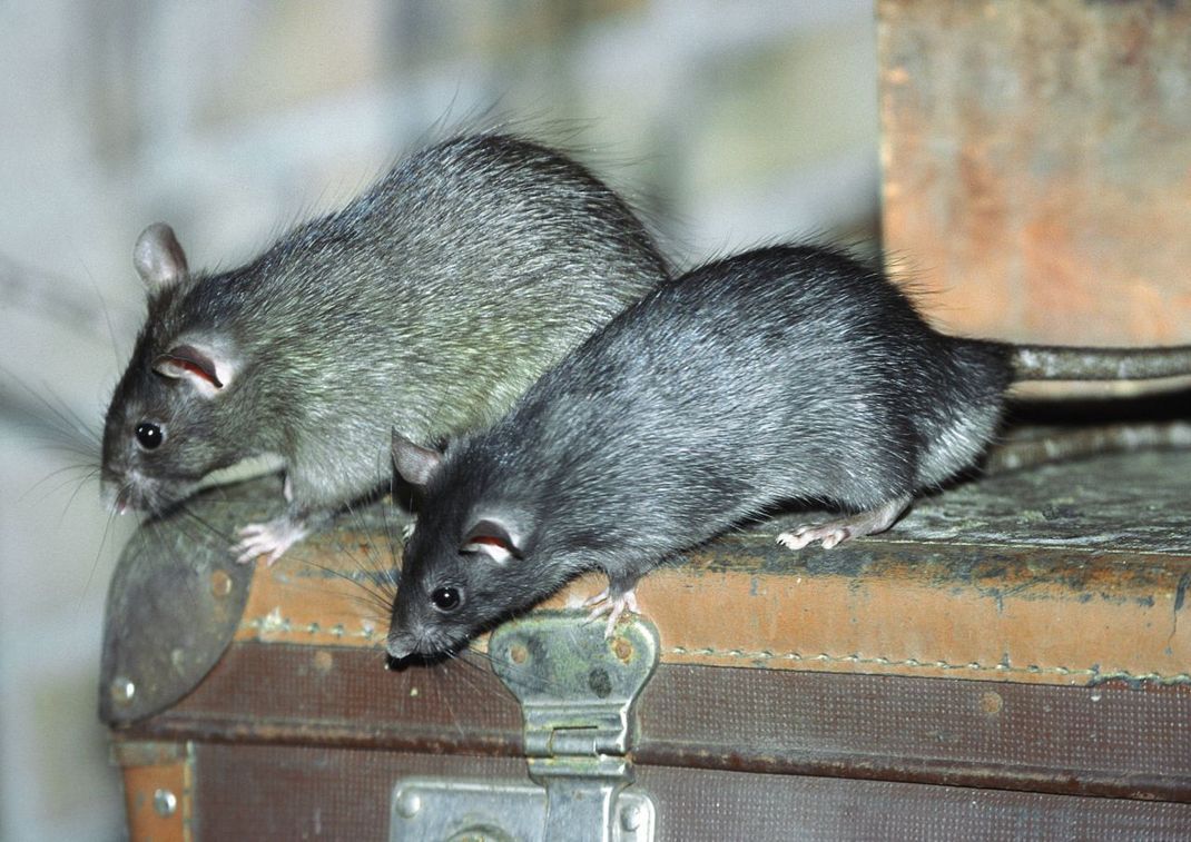 Unliebsame Gäste: Wenn sich Ratten auf dem Dachboden einnisten, passiert es häufig, dass sie dort gelagerte Gegenstände anknabbern und durch Kot und Urin verunreinigen.