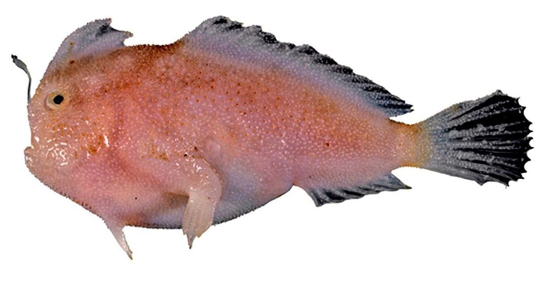 Seltener Fund: Forschende haben seit 1996 zum ersten Mal wieder einen Schmalrumpf-Handfisch in 292 Metern Tiefe entdeckt.