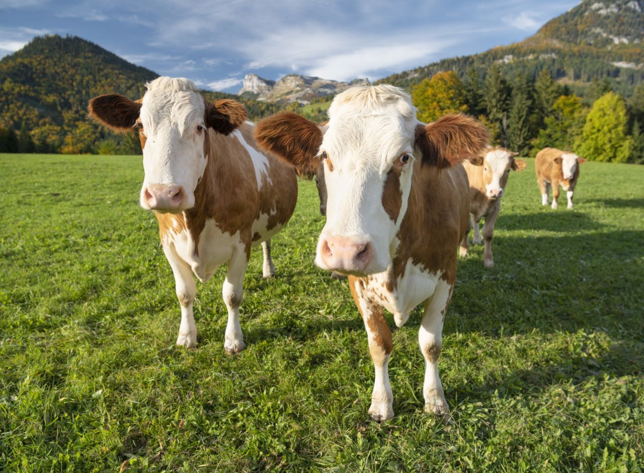 Solidarische Landwirtschaft Und Verbraucher-Initiativen: Was Du Wissen ...