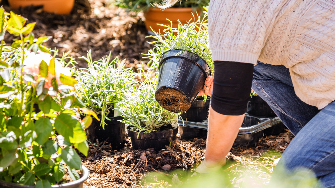 Vorsicht beim Kauf von Pflanzen oder Blumenerde: Oft steckt eine Menge Torf in den Töpfen!