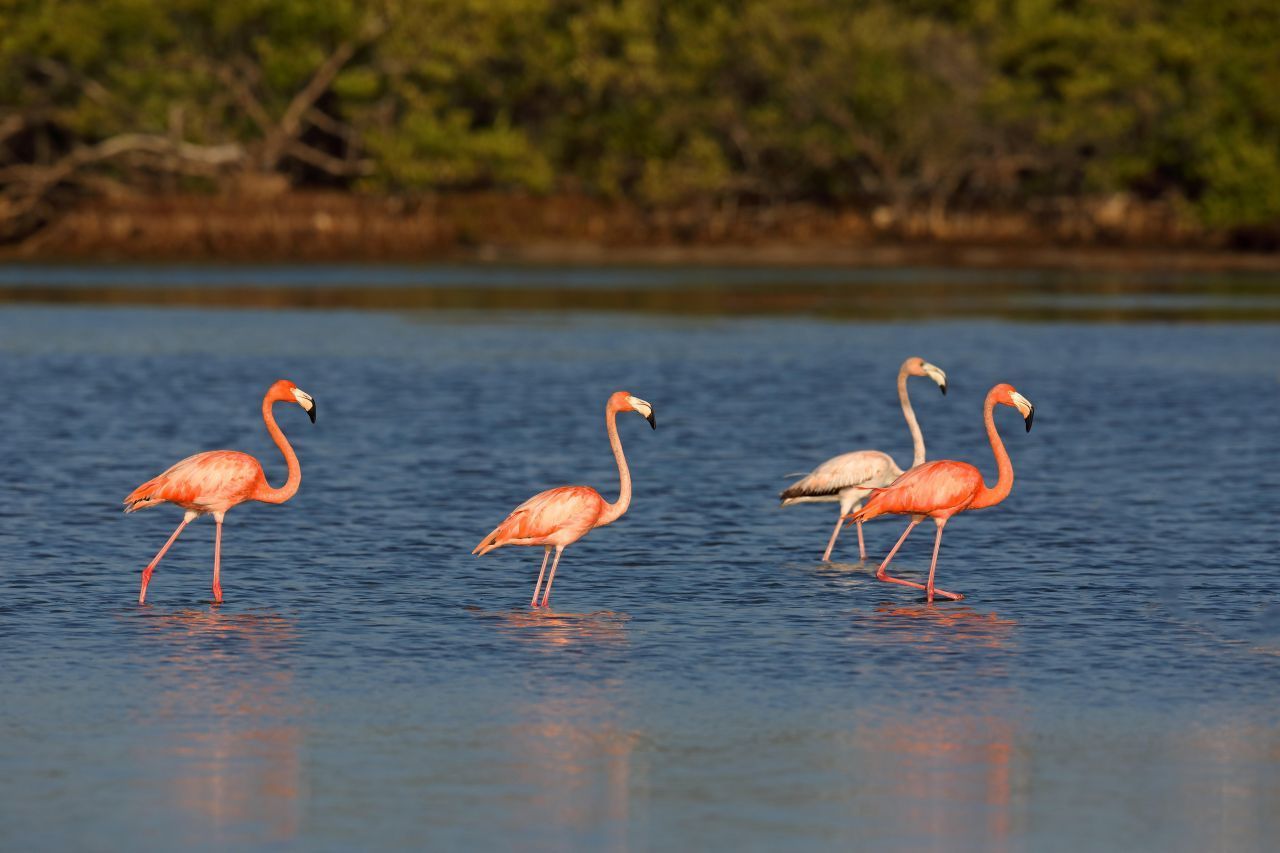 Nationalparks: Das Vinales-Tal, der Alexander-von-Humboldt-Park oder Topes de Collantes zählen zu den sehenswerten Naturerlebnissen auf der Insel. Das Foto zeigt Flamingos im Zapata-Nationalpark. Hier lebt auch das seltene Kubakrokodil, das durch ein staatliches Schutzprogramm vor dem Aussterben gerettet wurde.