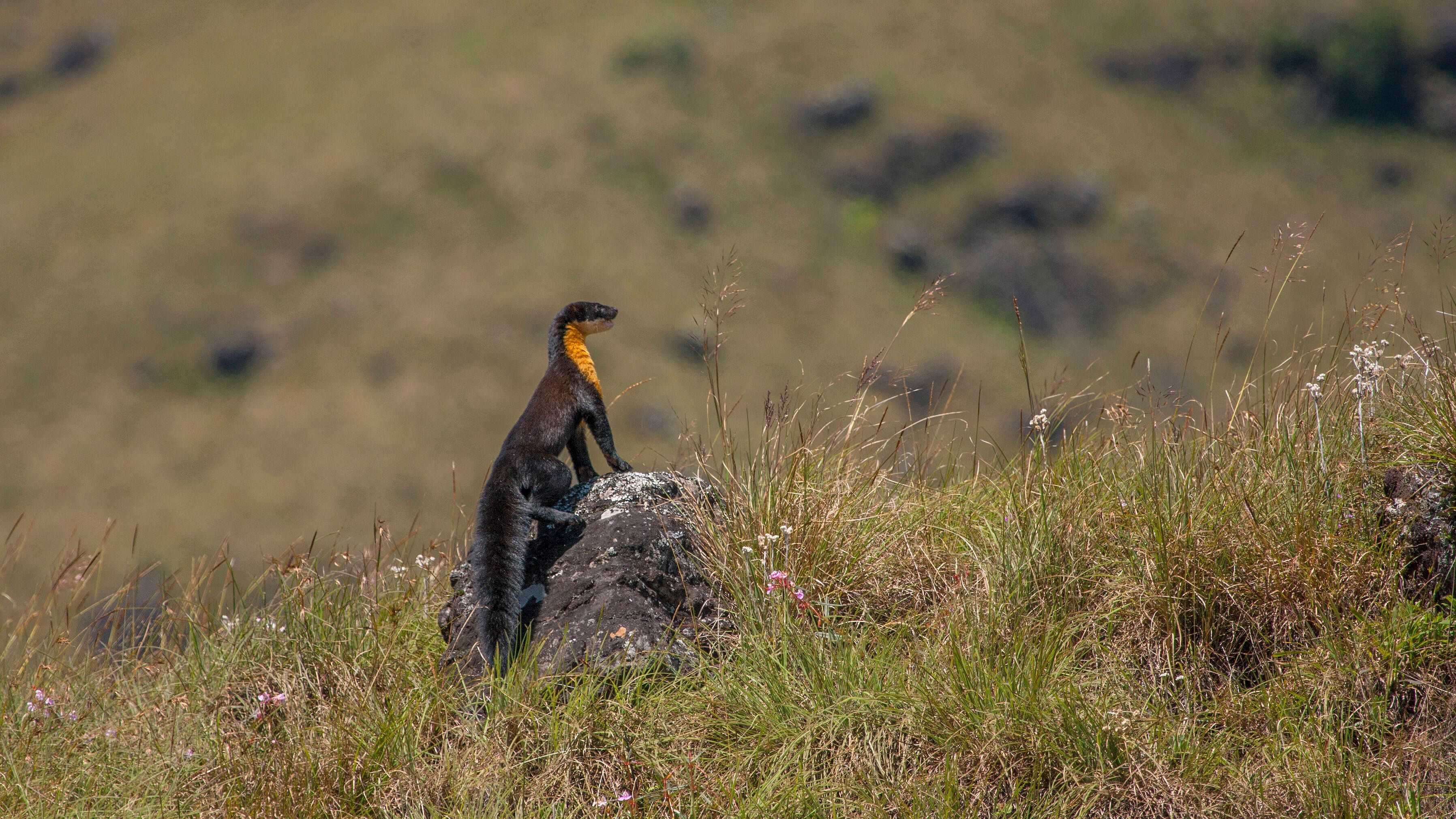 Zwei indische Buntmarder auf einem Stein. Sie sind die einzigen Echten Marder, die als gefährdet gelten. Ihre Fellfarbe unterscheidet sich von vielen anderen Marder-Arten.