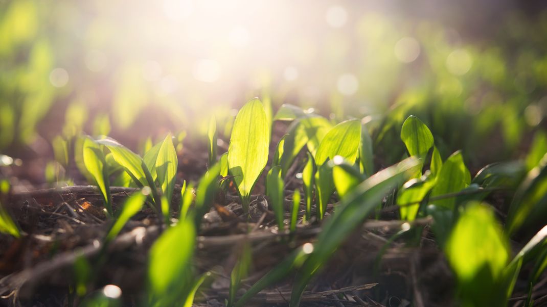 Du willst Bärlauch selber ernten? Beste Lösung: im eigenen Garten anbauen! Wir verraten, wie's klappt.