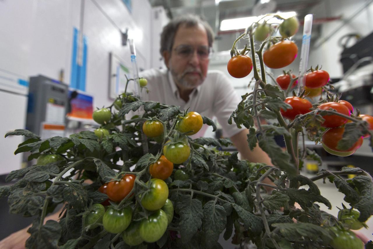 Bisher wuchsen auf den Space-Beeten nur kleine Pflanzen mit geringem Wasserverbrauch. 2019 schickte die NASA Veg-Ponds zur ISS. Die Behälter enthalten mehr Wasser und können auch größere Pflanzen versorgen. Vielleicht gibt’s da oben ja auch bald so schöne Tomaten.