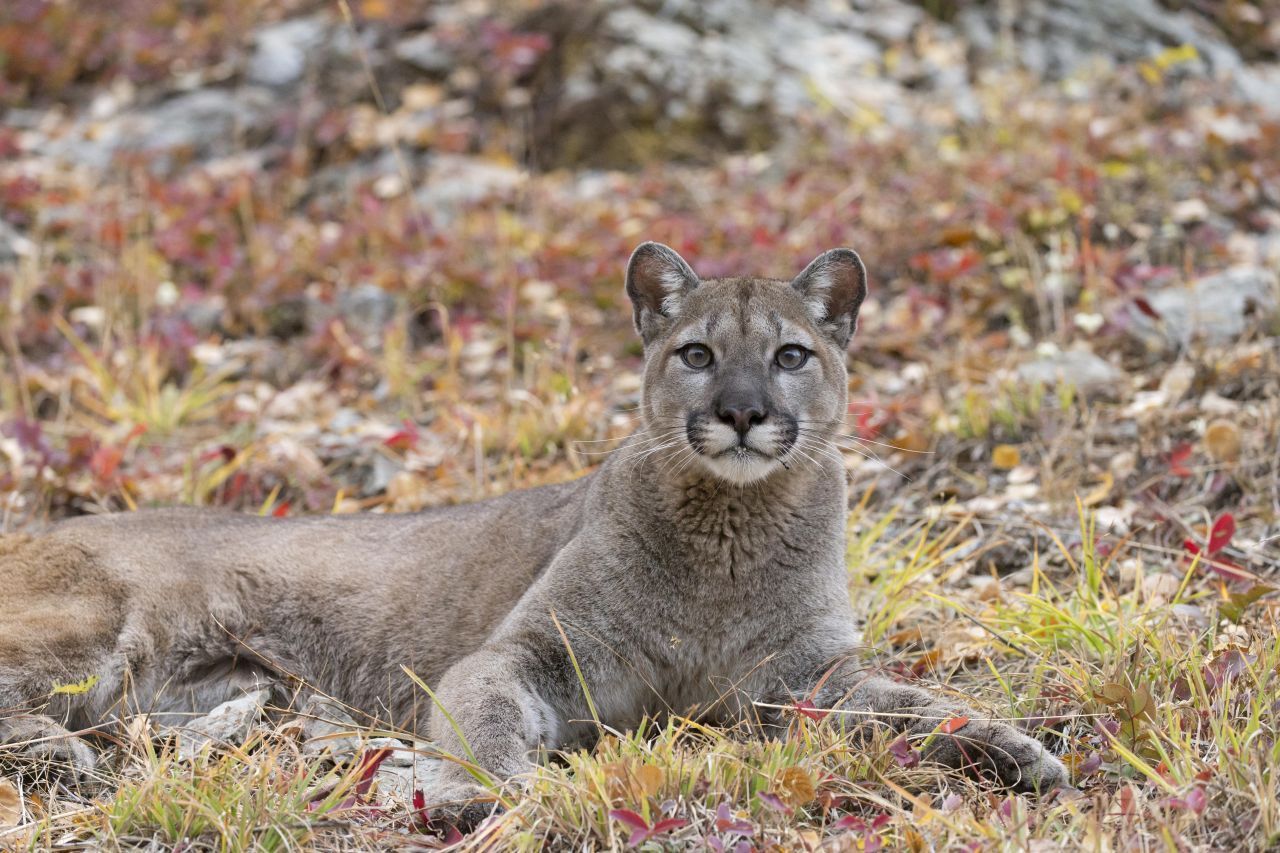 Einzelgänger: Abgesehen von der Paarungszeit oder von den Weibchen mit ihren Jungtieren streifen Pumas allein durch ihr Revier. Das kann 50 Quadratkilometer groß sein, aber auch bis zu 1.000. Das kommt immer auf die Beutemenge und Menge potenzieller Partner:innen an. 