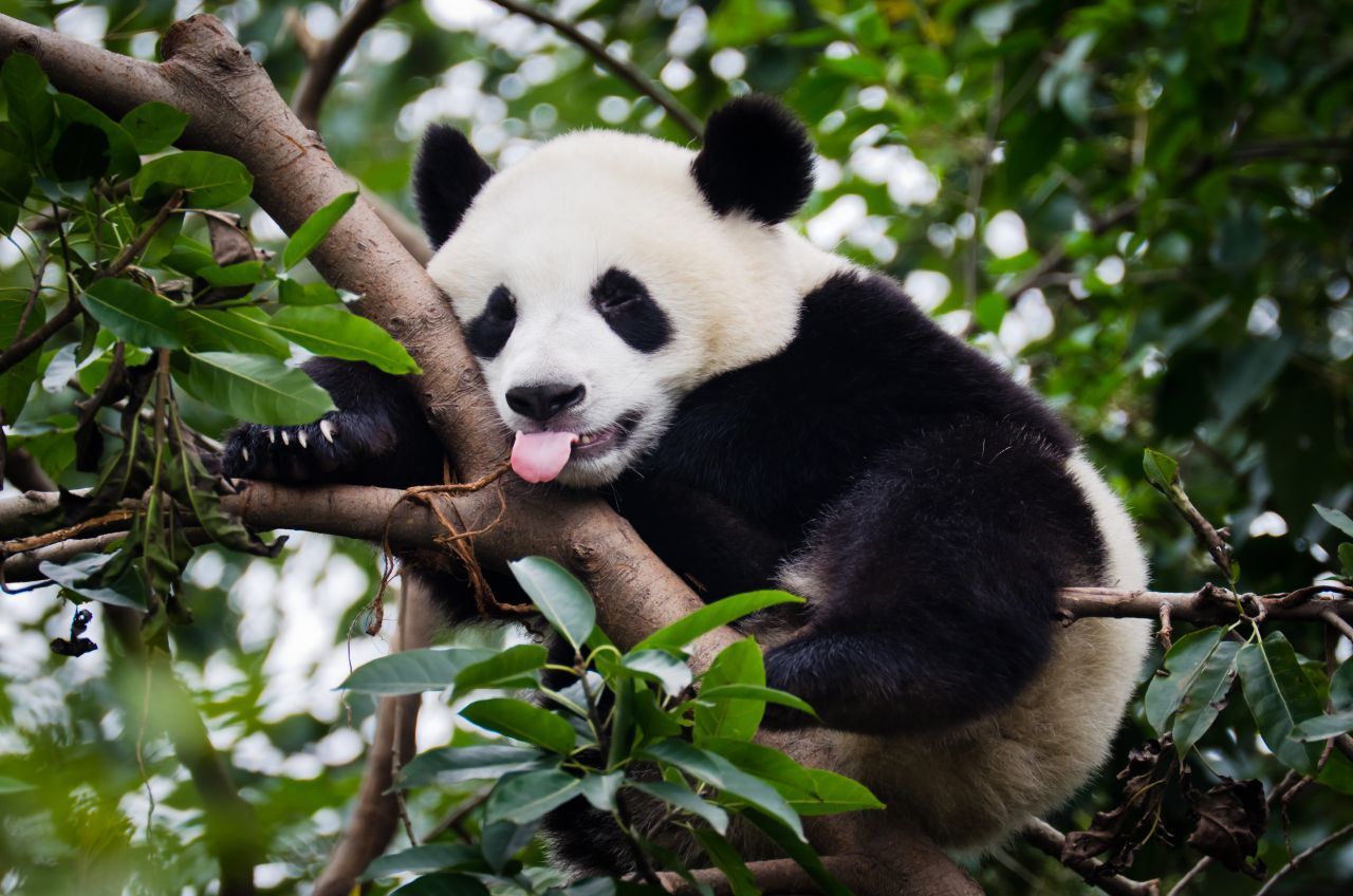 Pandabären können klettern - und die Zunge herausstrecken.
