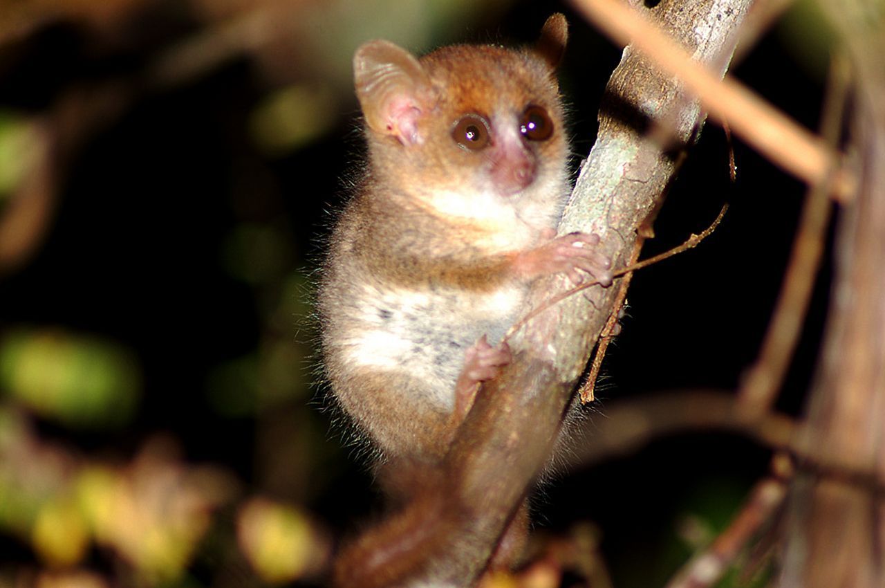 Berthe-Mausmaki: Dieser Lemur wird oft als der kleinste Primat der Welt bezeichnet. Er lebt nur auf Madagaskar und auch dort nur in einem sehr kleinen Gebiet im Zentralwesten. Er wiegt gerade mal 30 Gramm und wird nur rund 9 Zentimeter groß. Sie ernähren sich von Früchten sowie Harzen und sind nachtaktiv. Oft werden sie unter dem Namen "Madame Berthes Mausmaki" geführt.