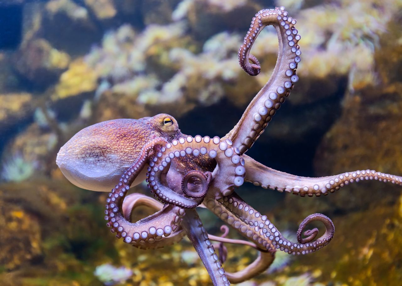 Der Oktopus - Oktopusse sind echte Verwandlungskünstler. Sie können andere Meereslebewesen nachahmen und nutzen Gegenstände wie Kokosnussschalen, um sich darin vor Feinden zu verstecken. Sie sind neugierig und lernfähig und besitzen wahrscheinlich sogar eine Persönlichkeit.