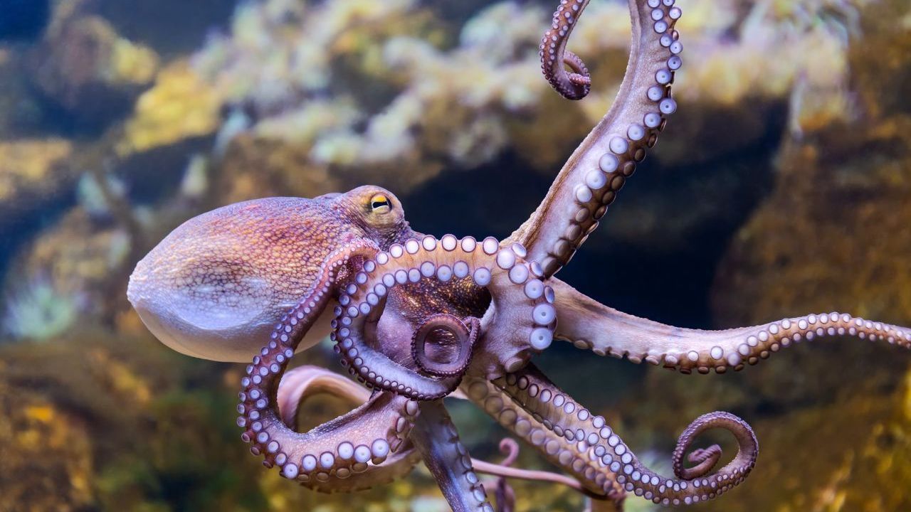 Der Oktopus - Oktopusse sind echte Verwandlungskünstler. Sie können andere Meereslebewesen nachahmen und nutzen Gegenstände wie Kokosnussschalen, um sich darin vor Feinden zu verstecken. Sie sind neugierig und lernfähig und besitzen wahrscheinlich sogar eine Persönlichkeit.