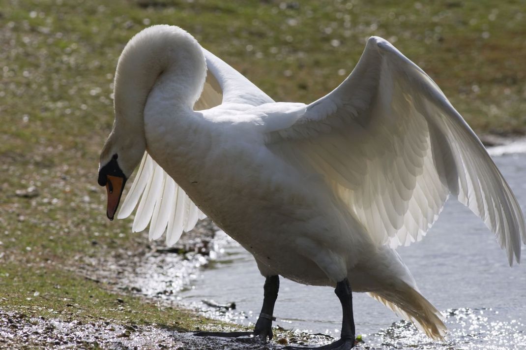 Drohgebärde: Wenn du einen Schwan in dieser Pose siehst, dann heißt es: Schnell weg! 