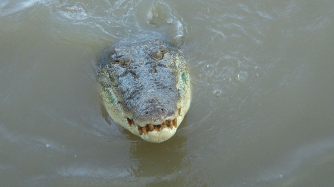 Ein Krokodil schwimmt im Adelaide River im Northern Territory.