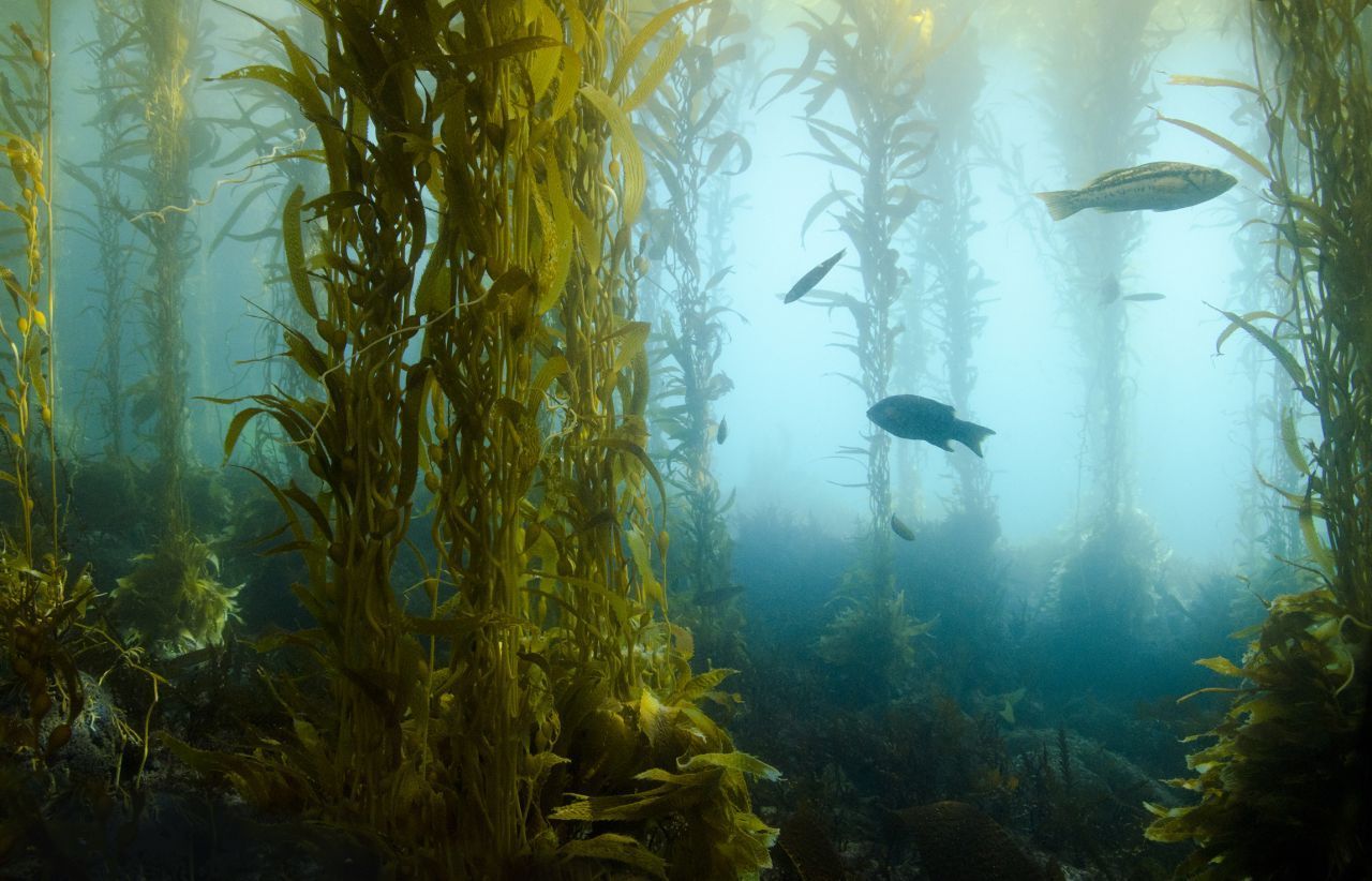 Willkommen im Wald der Meere. Makroalgen wie diese hochgewachsenen Braunalgen bilden dichte Kelpwälder in den Uferzonen der Meere. Die nährstoffreichen Algen stehen in asiatischen Ländern bereits seit Langem auf der Speisekarte.