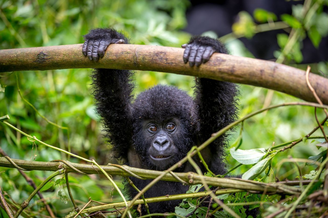 ... "Westlichen" Gorillas. Diese findet man in Regen- und Nebelwäldern in Äquatorial-Afrika. Sie sind etwas schlanker und kleiner.
