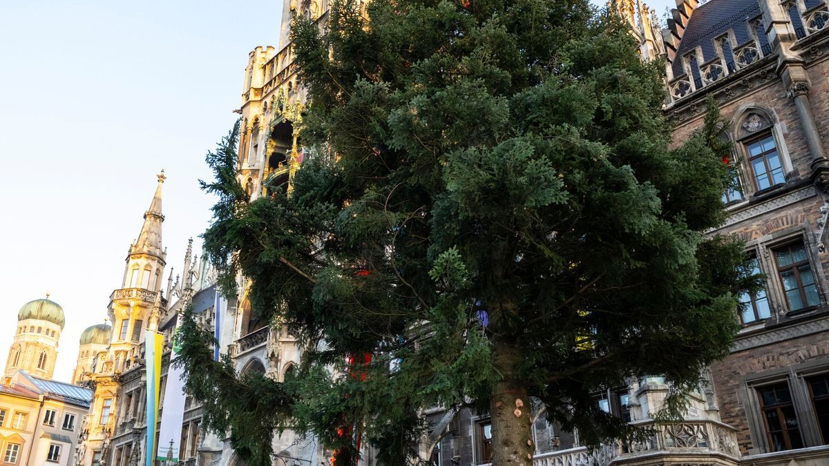 Helfer der Feuerwehr Antdorf und der Berufsfeuerwehr München stellen mit einem Kran den Christbaum auf dem Marienplatz auf.