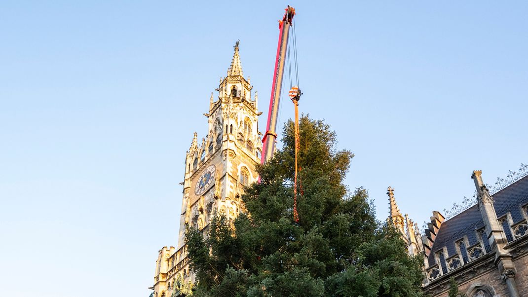 Helfer der Feuerwehr Antdorf und der Berufsfeuerwehr München stellen mit einem Kran den Christbaum auf dem Marienplatz auf.