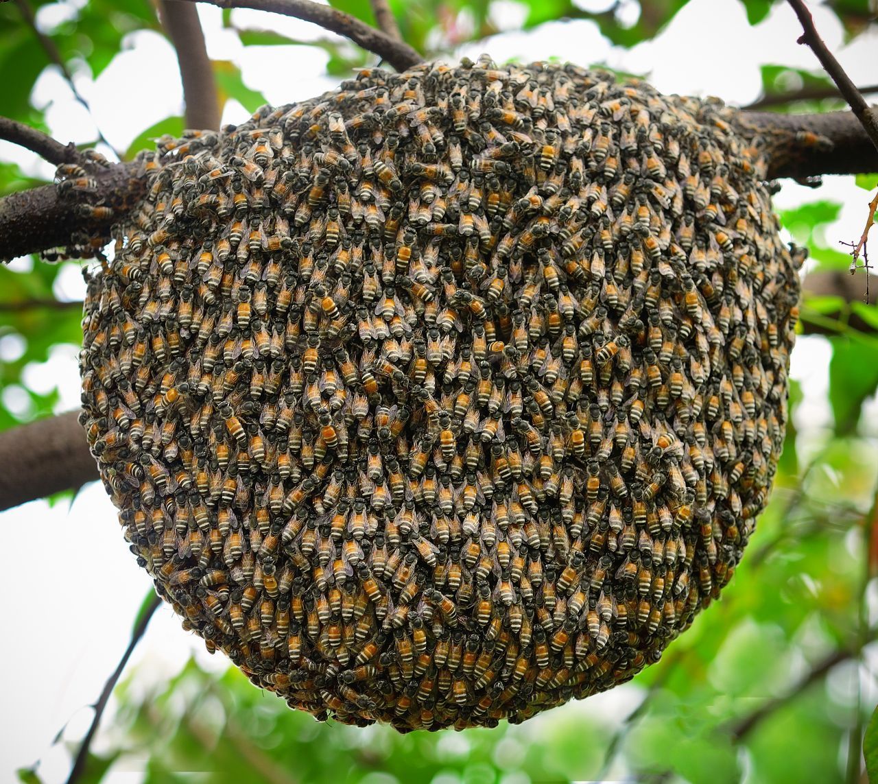 Bienen bilden am Baum eine Schwarmtraube. Von dort aus kundschaften sie neue Wohnmöglichkeiten aus. Saison zum Ausschwärmen ist im Mai und Juni.