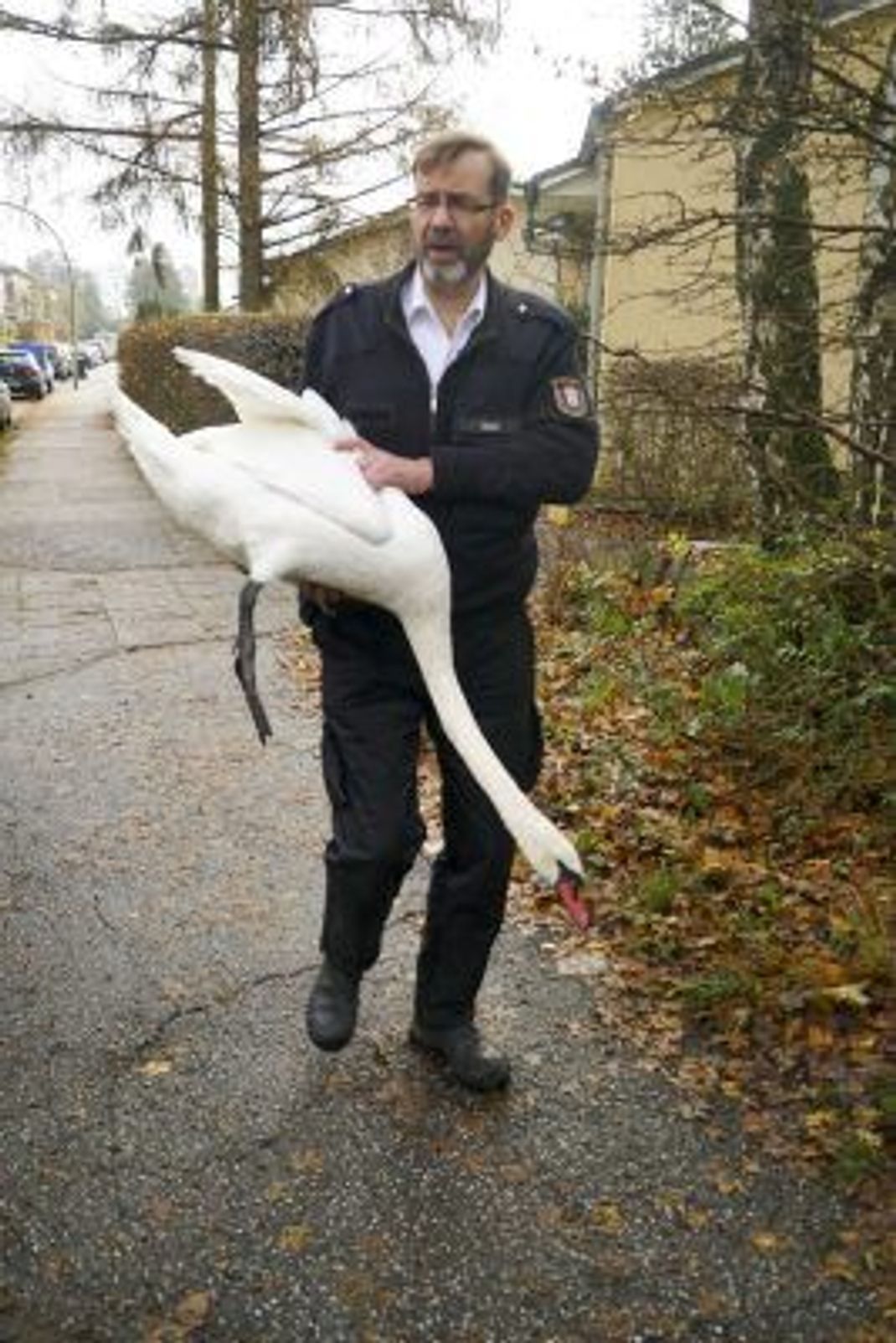 Schwanenvater Olaf Nieß rettet einen Schwan, der von einem Dach gestürzt war.