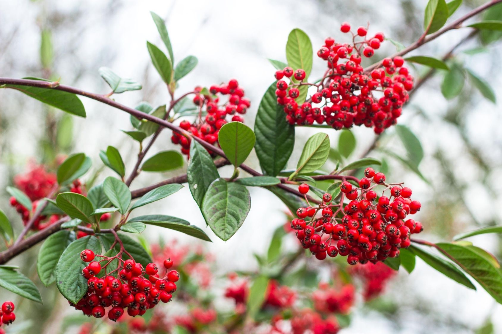 Roter Holunder ist an seinen roten Früchten zu erkennen. Wie beim Schwarzen Holunder lassen sich seine Beeren wunderbar zu Saft und Gelee verarbeiten.