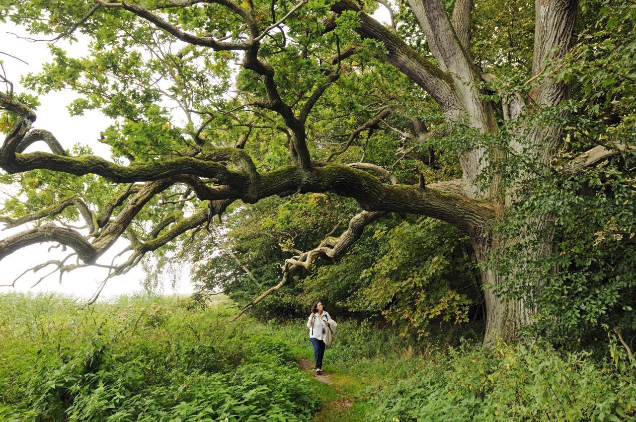 Die bizarre Baum-Landschaft aus uralten Riesen verzauberte seinerzeit schon den Maler Caspar David Friedrich. Heute steht die Insel unter Naturschutz. Deutschland- und europaweit gibt es nur noch sehr wenige echte Urwälder. Die meisten Baum-Landschaften sind schon seit dem frühen Mittelalter durch Menschen beeinflusst.