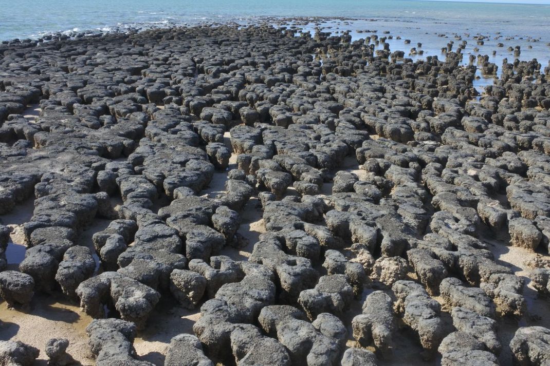 Bakterien sind die ersten Lebewesen, die in Gesteinen überliefert sind. Ihre Fossilien finden sich in sogenannten Stromatolithen wie hier in Shark Bay in Westaustralien. Dort bauten sie in Urzeiten Lage für Lage kalkhaltige Kuppeln auf, die später versteinerten.