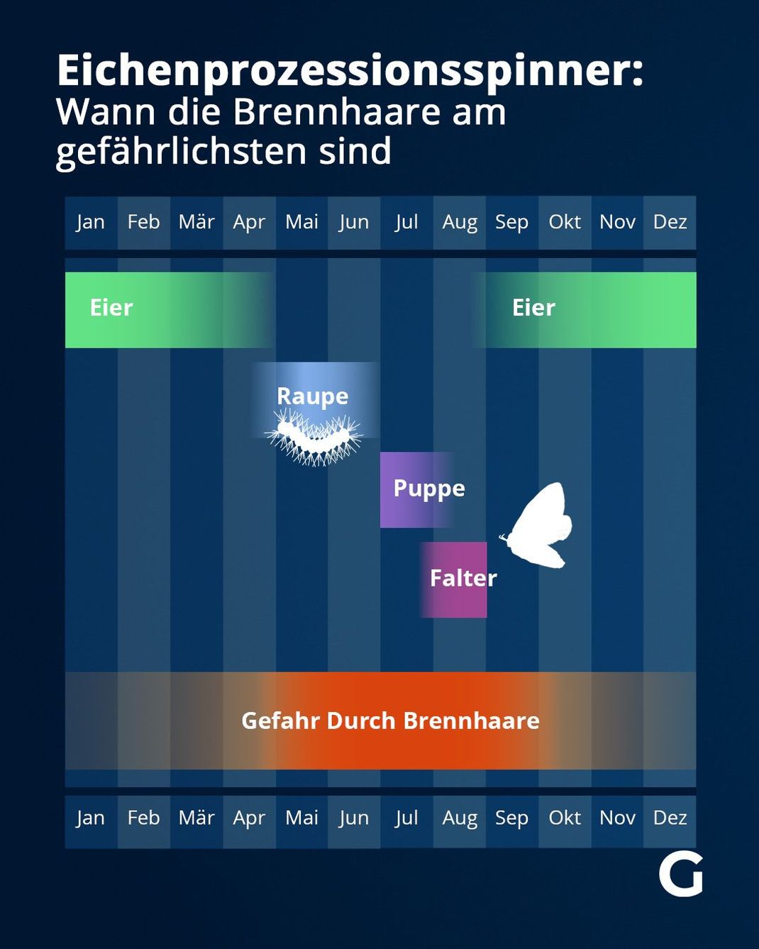 Eichenprozessionsspinner: Wann die Brennhaare am gefährlichsten sind