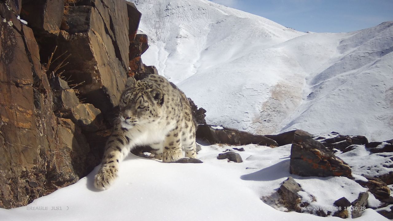 Erwachsene: Sind die jungen Schneeleoparden auf sich allein gestellt, begeben sie sich erstmal auf eine lange Wanderschaft, um sich ein eigenes Revier zu suchen. Manchmal bleiben Geschwistertiere nach der Trennung von der Mutter aber noch eine Weile zusammen. Sie leiten den Übergang ins Erwachsenenleben sozusagen sanft ein, bevor sie sich dann als Einzelgänger durchschlagen und ein eigenes Revier finden. Es wurden schon Junge