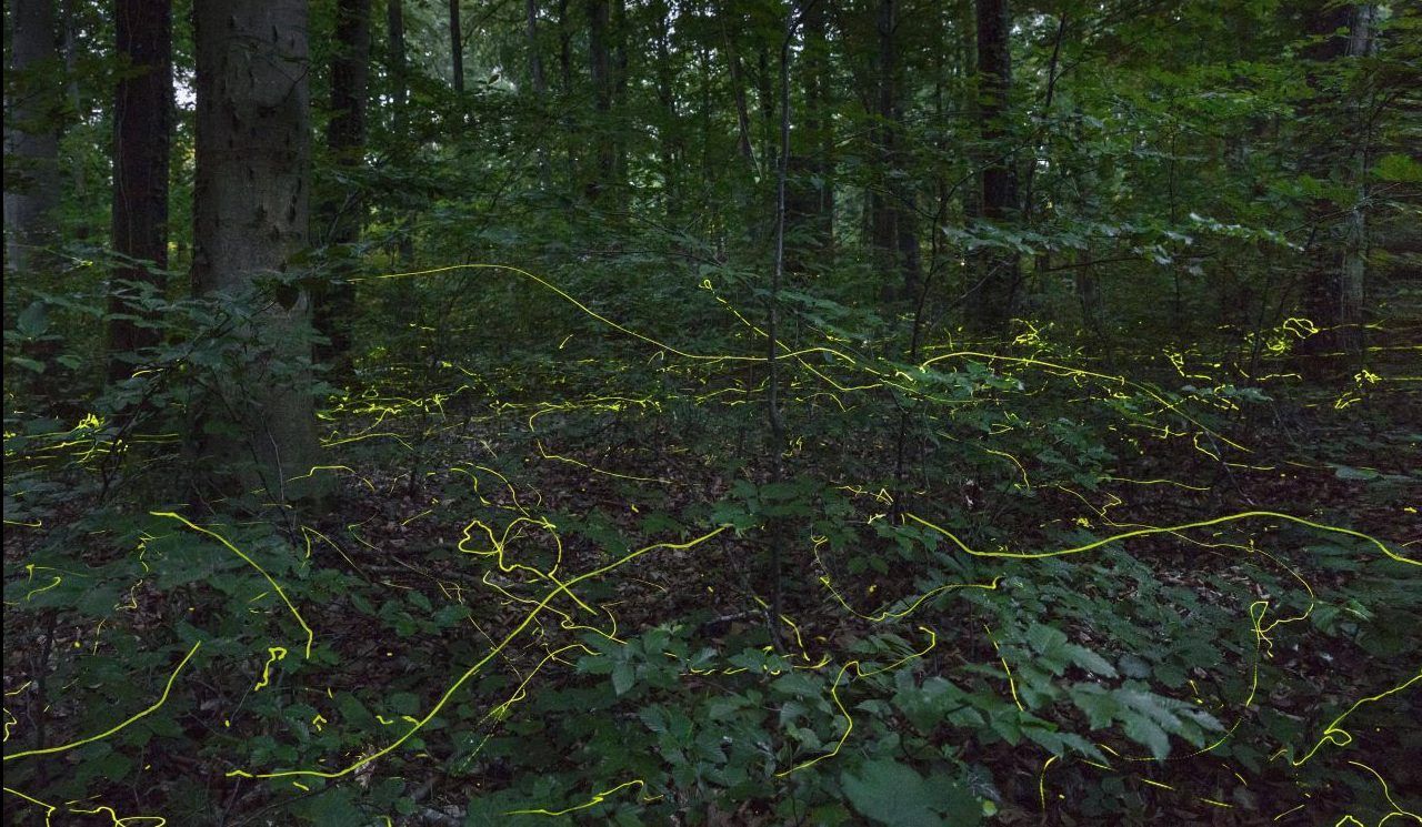 Diesen Wald-Geistern hier sind die meisten schon begegnet: Glüh-Würmchen. In einem Wald in North Carolina, USA, sind des nachts besonders viele unterwegs - und dank Langzeit-Belichtung erinnern diese Bilder an einen irdischen "Avatar-Wald".