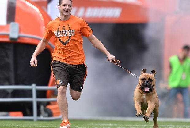 
                <strong>Cleveland Browns - New Orleans Saints</strong><br>
                Richtig heiß auf das Heimdebüt ist auch Swagger, das Maskottchen der Cleveland Browns. Für die Mannschaft von "Johnny Football" Manziel - der Ersatz-Quarterback erhält erstmals einen Snap - geht es gegen die New Orleans Saints.
              