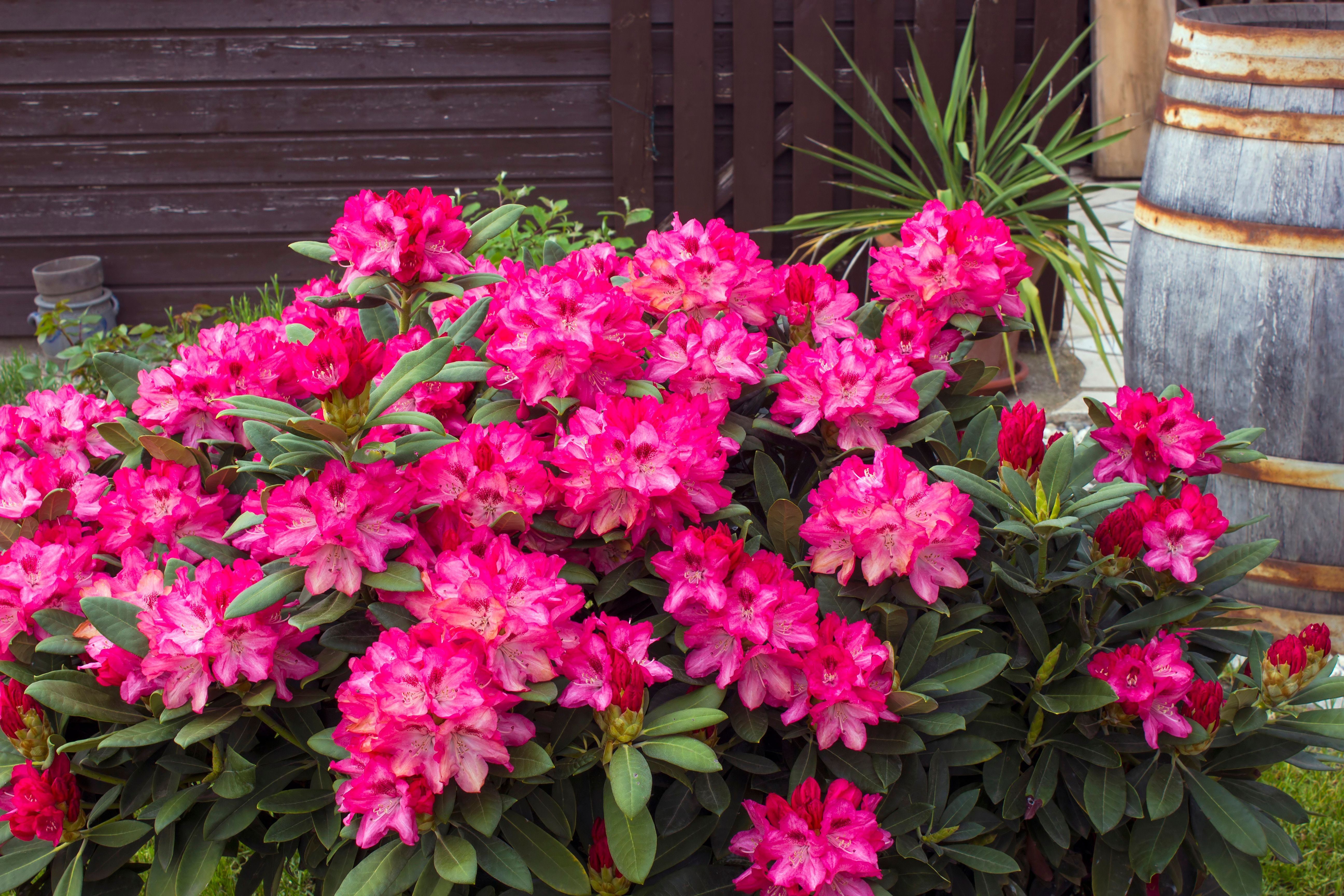 Rhododendron blüht in leuchtenden Farben. Tipp: Sträucher in verschiedenen Farben nebeneinander pflanzen.