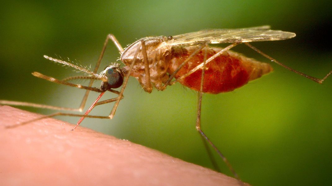 Mücken übertragen bei ihrer Blutmahlzeit den Parasit, der Malaria auslöst.