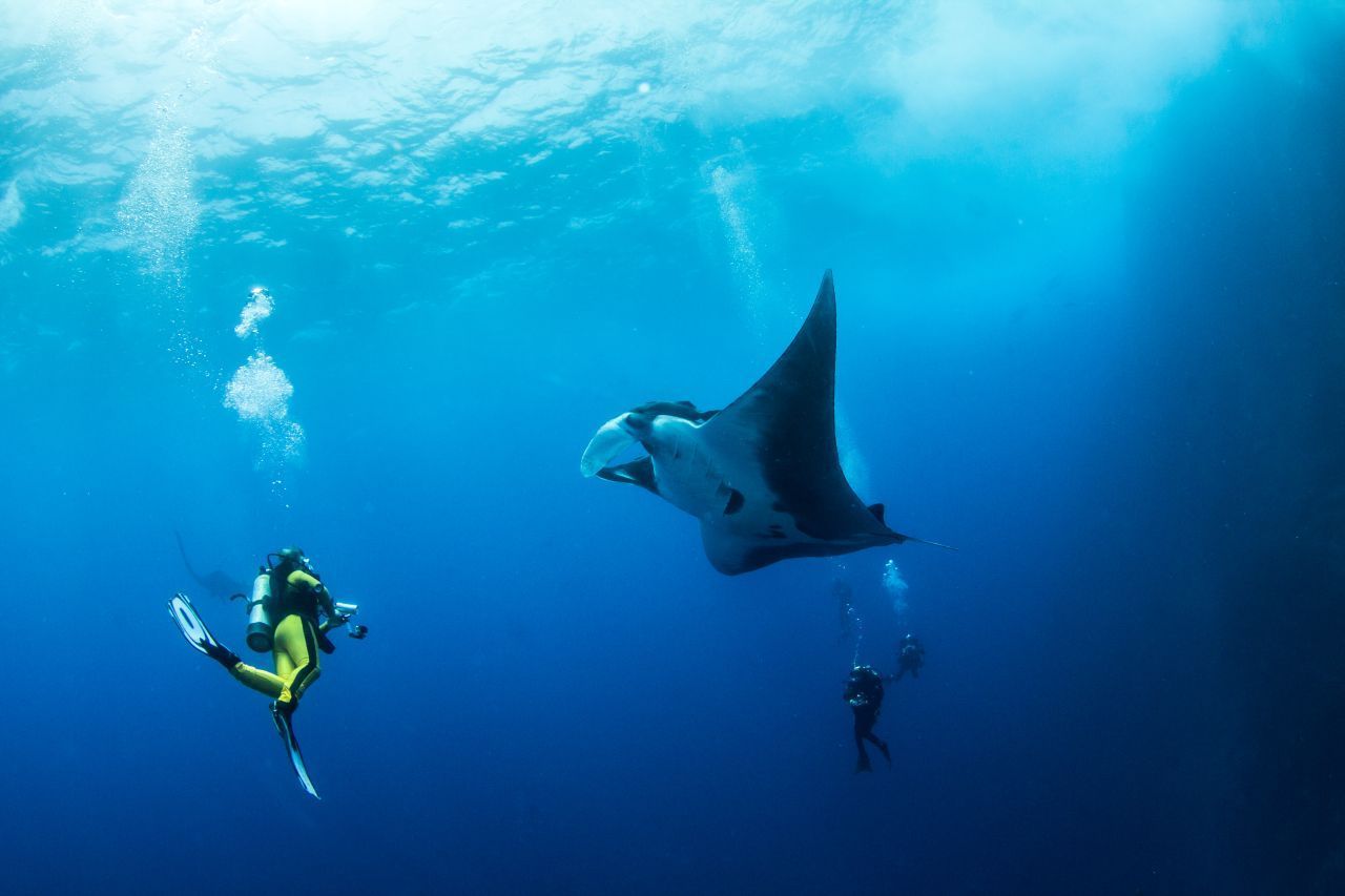 Riesen-Mantas wiegen bis zu drei Tonnen und werden bis zu neun Meter groß! Damit sind sie unangefochten die größten Rochen der Welt.