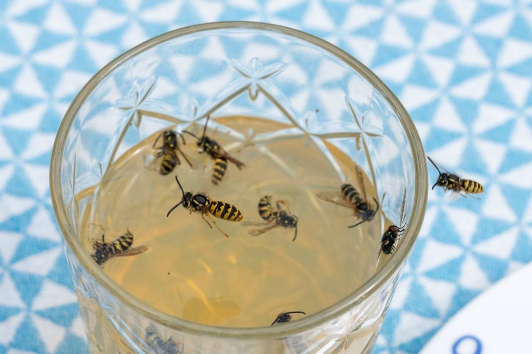 Wespen haben es auf süße Getränke und Lebensmittel abgesehen - und auf Fleisch.