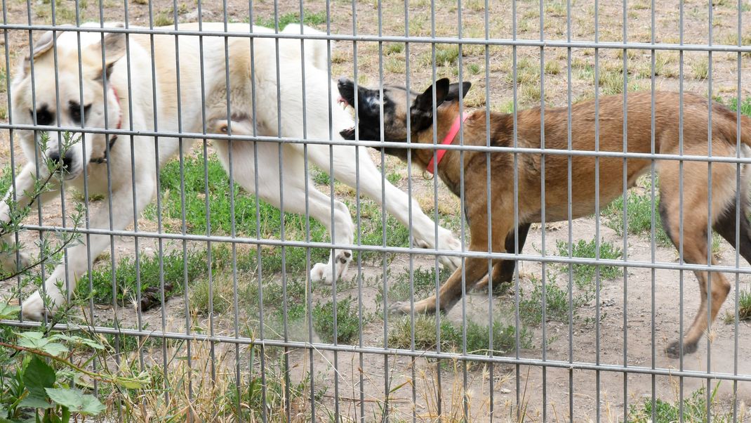 In einem großen Auslaufzwinger eines Tierheims attackiert eine angstaggressive Belgische Schäferhündin einen Zentralasiatenmix. 