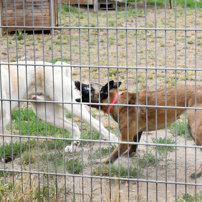 Hunde im Tierheim