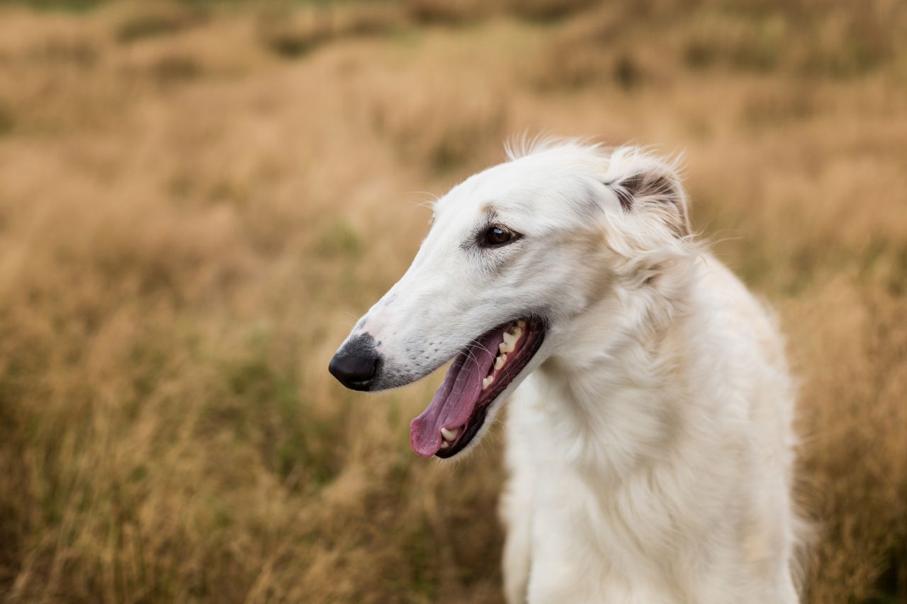 Barsoi: Der Russische Wolfhund ähnelt einem Windhund und ist blitzschnell unterwegs - mit Spitzengeschwindigkeiten von bis zu 80 km/h. 