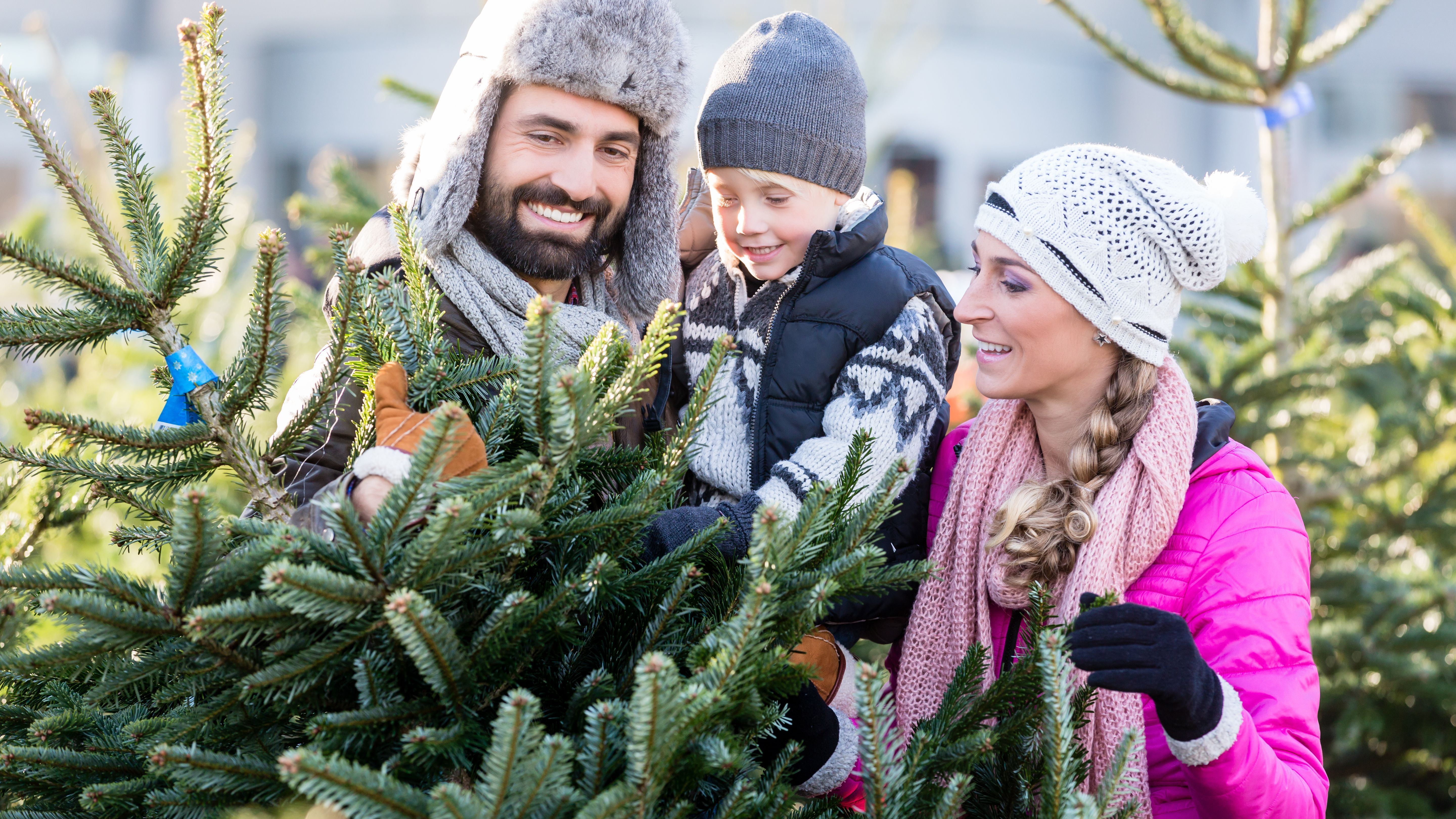 Die Tipps und Tricks für den richtigen Weihnachtsbaumkauf.