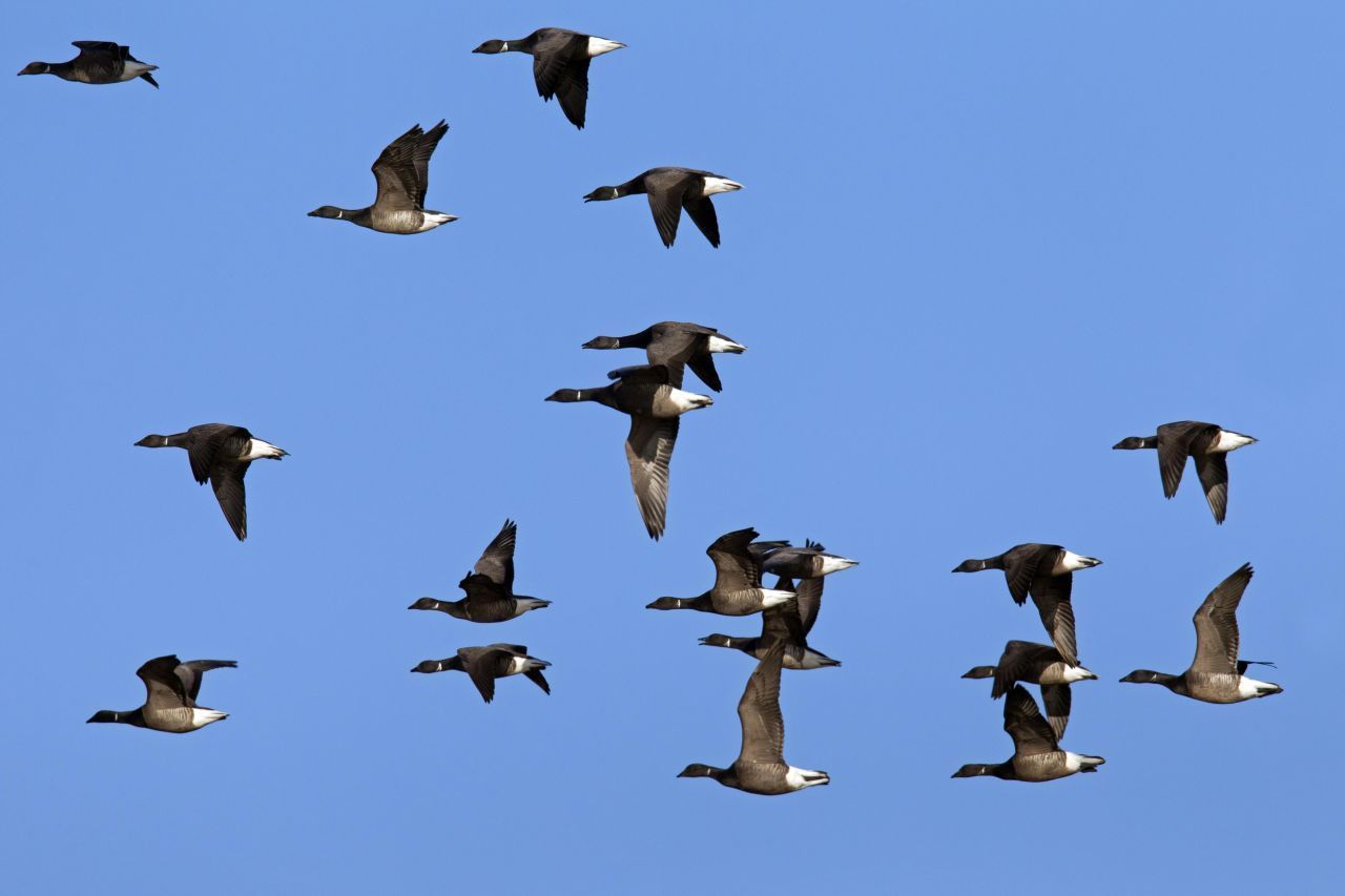 Viele Wasservogelarten, darunter Enten und Wildgänse, ziehen in wärmere Gebiete, oft in Richtung Mittelmeerraum oder Afrika.