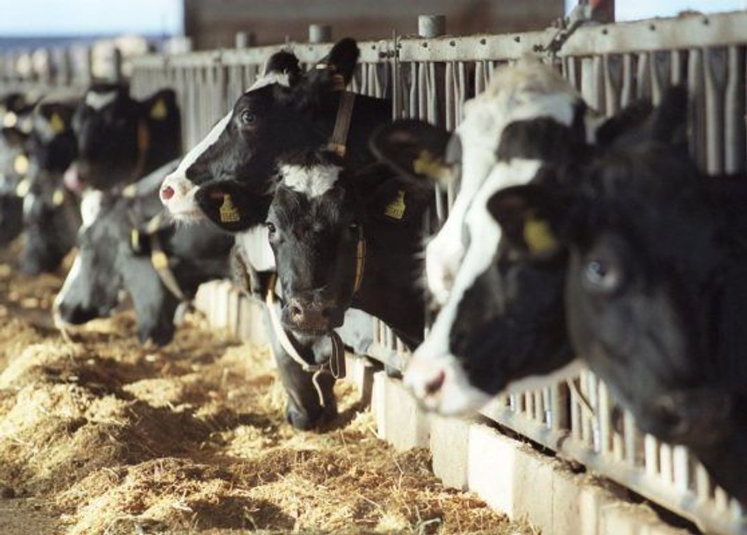 Um das Kuh-Klo fest im Stall zu integrieren, müssten Milchvieh-Halter:innen ihre Tiere von klein auf darauf trainieren.