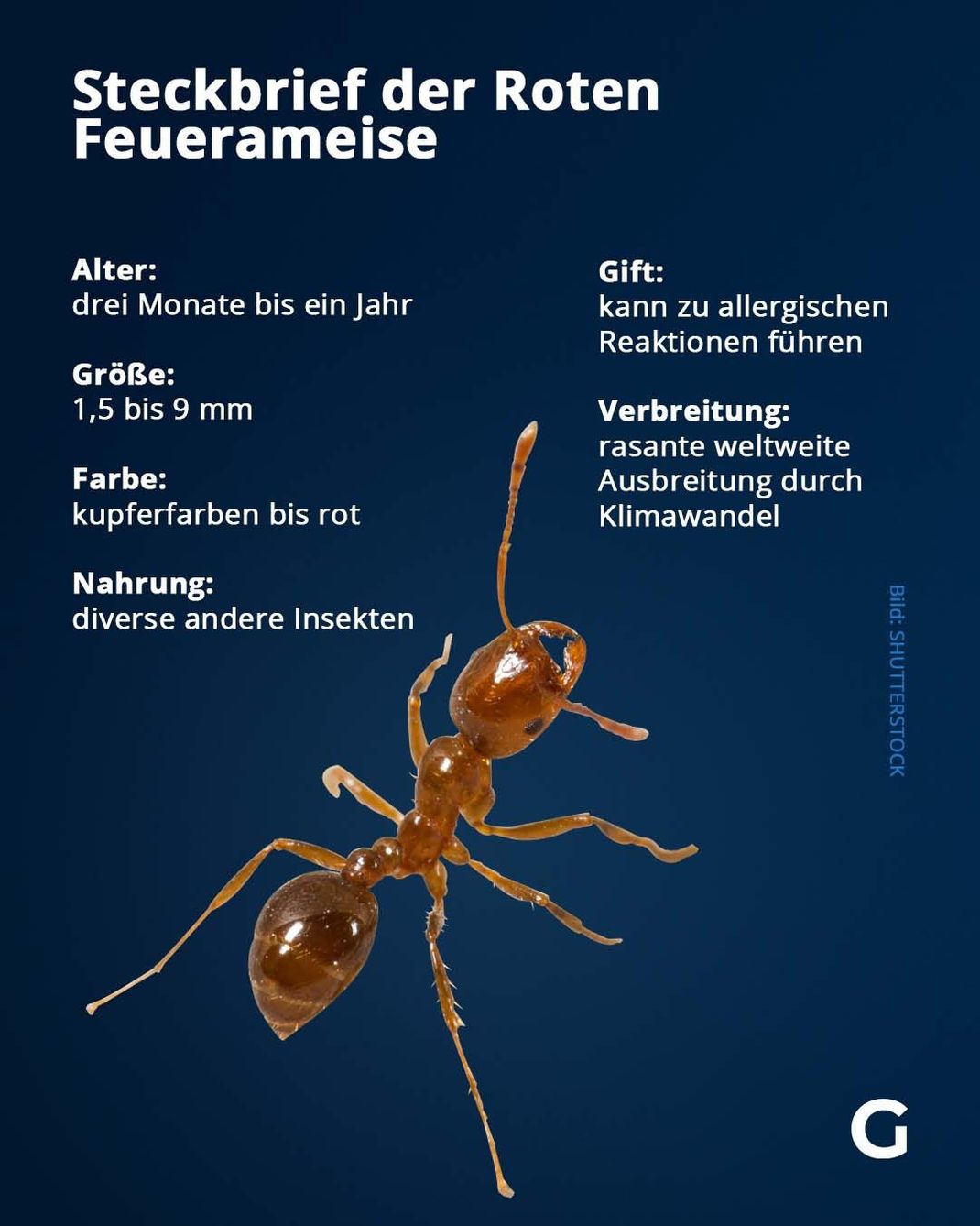 Fakten zur Roten Feuerameise