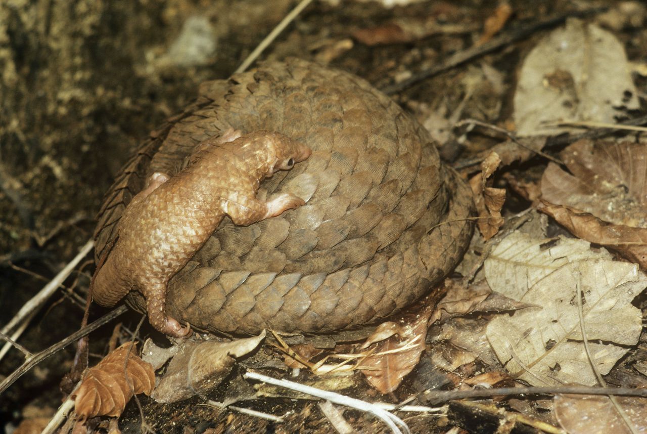 Pangolin-Junge kommen mit noch weichen, weißen Schuppen zur Welt. Nach wenigen Tagen verhärten und färben sich die Schuppen.