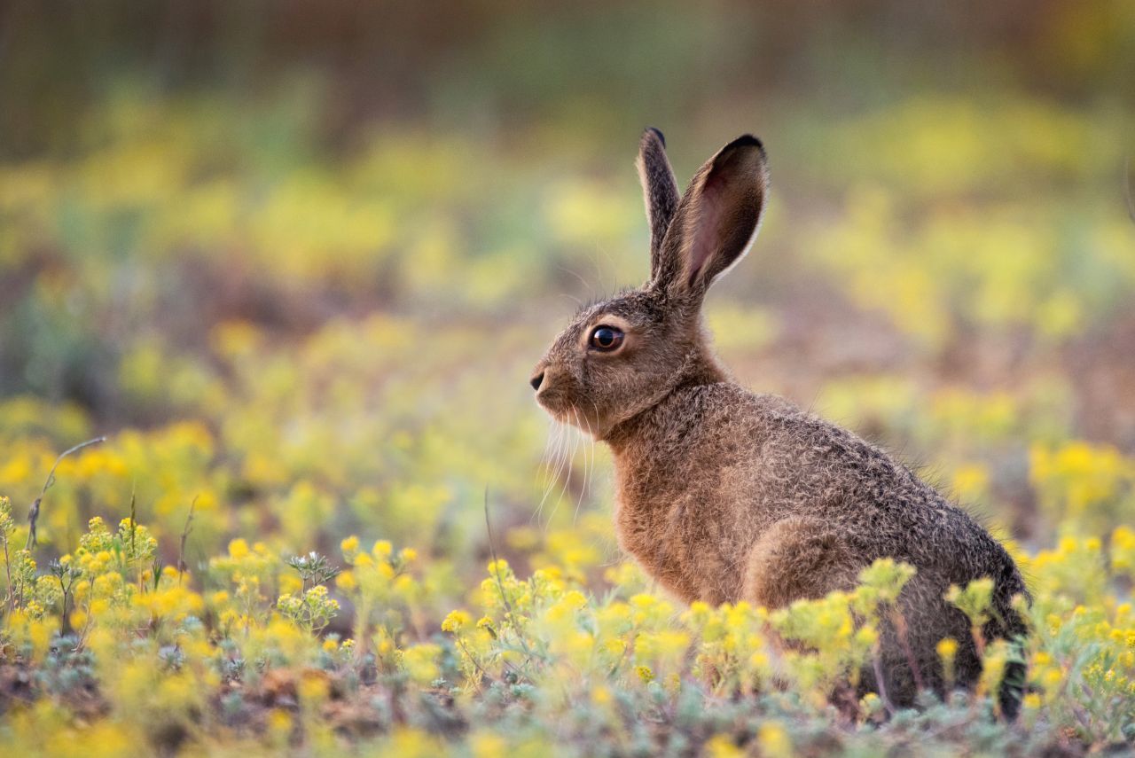 In der Wildnis ist der Hase ein Meister der Tarnung. Er kann bis zu fünf Kilogramm schwer und 21 Jahre alt werden.