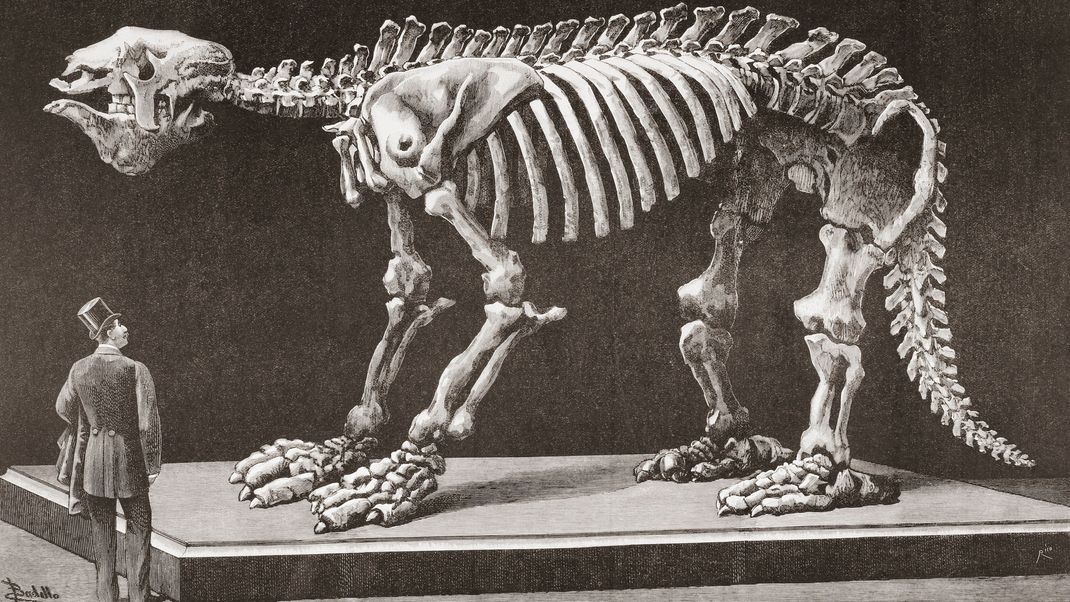Ein Mensch steht neben dem gigantischen Skelett eines Megatherium amerikanums. Die Zeichnung entstand Ende des 19. Jahrhunderts im Natural Sciences Museum in Madrid. Das erste Megatherium, das 1788 in Argentinien entdeckt wurde, war übrigens auch das erste prähistorische Tierskelett, das im Jahr 1795 montiert wurde.