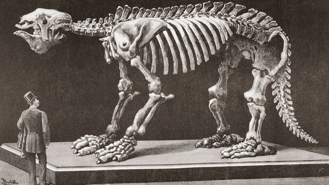 Ein Mensch steht neben dem gigantischen Skelett eines Megatherium amerikanums. Die Zeichnung entstand Ende des 19. Jahrhunderts im Natural Sciences Museum in Madrid. Das erste Megatherium, das 1788 in Argentinien entdeckt wurde, war übrigens auch das erste prähistorische Tierskelett, das im Jahr 1795 montiert wurde.