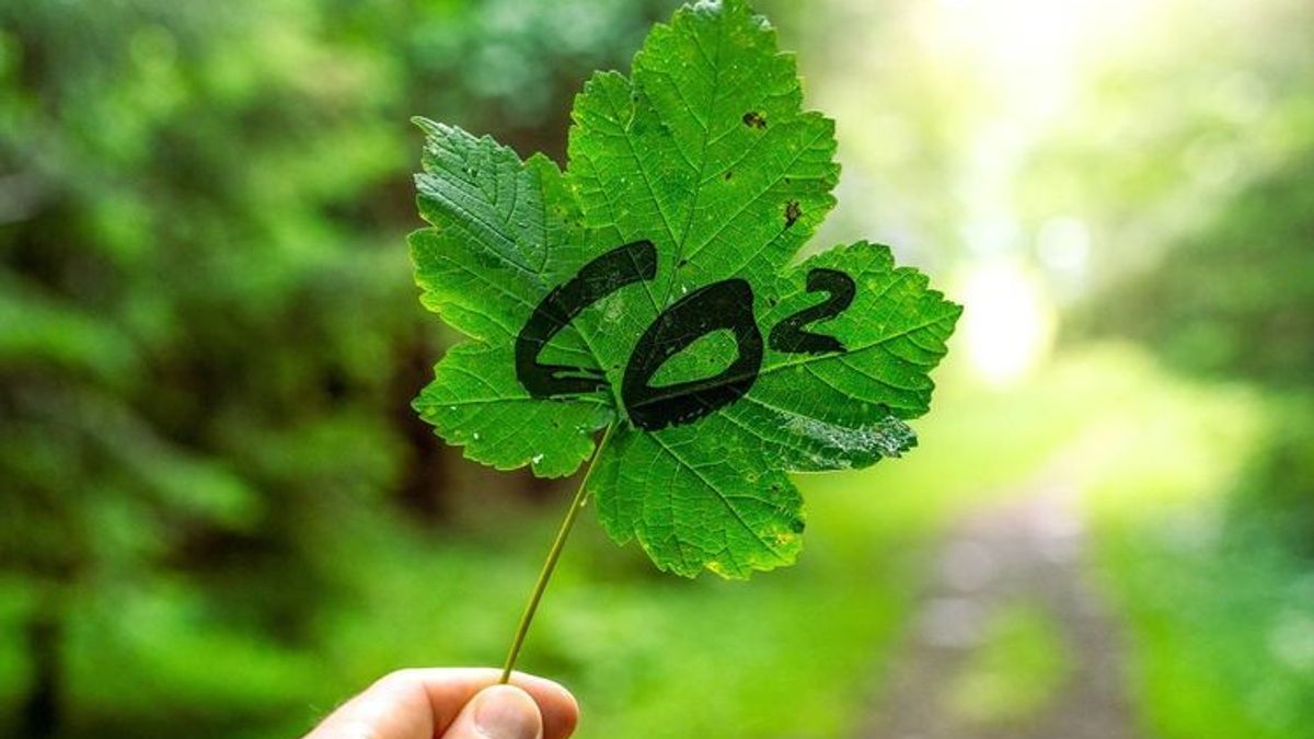 COP28: So kannst du etwas an deinem CO₂-Fußabdruck ändern
