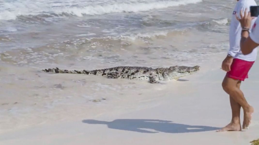 Krokodil am Strand von Mexiko