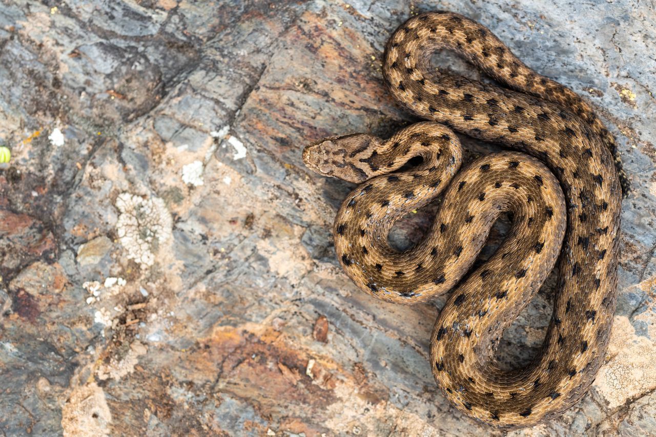 Die Aspisviper ist Deutschlands seltenstes Reptil. Man findet die Schlangen nur im südlichen Schwarzwald auf einer Fläche von 270 Hektar, vor allem in steinigem Gelände an Südhängen. Die offenen Sonnenplätze im Verbreitungsgebiet, an denen sich die wechselwarmen Tiere aufheizen, werden jedoch immer weniger. Auch wegen der ausgewiesenen Bannwälder dort, in denen keine Bäume gefällt werden dürfen. Dadurch geht zum Beispiel die 